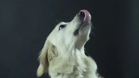 Head of a Retriever on a black background close-up. The white dog licks its lips Stock Footage 130483286