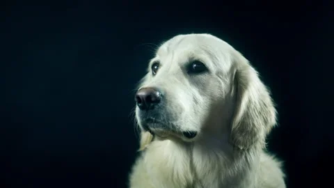 Head of a Retriever on a black background close-up. The white dog licks its lips Stock Footage 130483365
