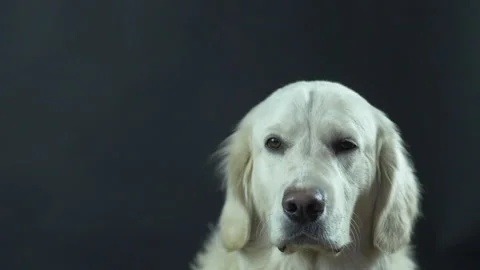 Head of a Retriever on a black background close-up. The white dog licks its lips Stock Footage 130483476