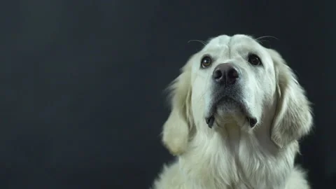 Head of a Retriever on a black background close-up. The white dog licks its lips Stock Footage 130483503