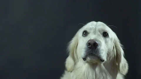 Head of a Retriever on a black background close-up. The white dog licks its lips Stock Footage 130483531