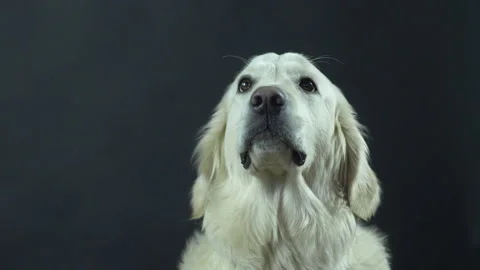 Head of a Retriever on a black background close-up. The white dog licks its lips Stock Footage 130483582