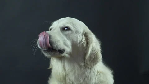 Head of a Retriever on a black background close-up. The white dog licks its lips Video stock 130483627