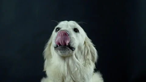 Head of a Retriever on a black background close-up. The white dog licks its lips Stock Footage 130483736
