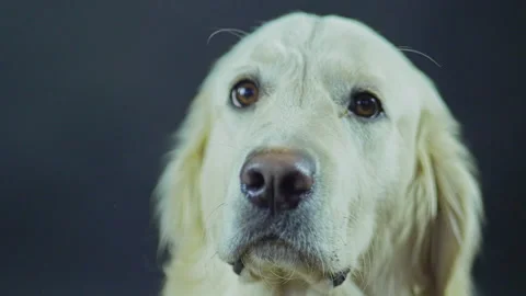Head of a Retriever on a black background close-up. The white dog licks its lips Stock Footage 130483963