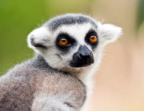 Head of ring-tailed lemur (Lemur catta) Stock Photos