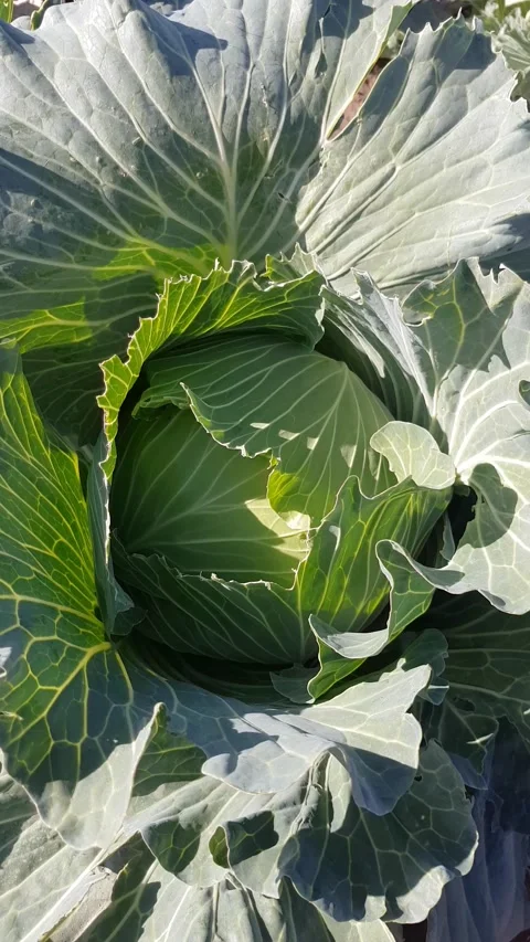 Head of ripe cabbage, close up Stock-Footage 168127342