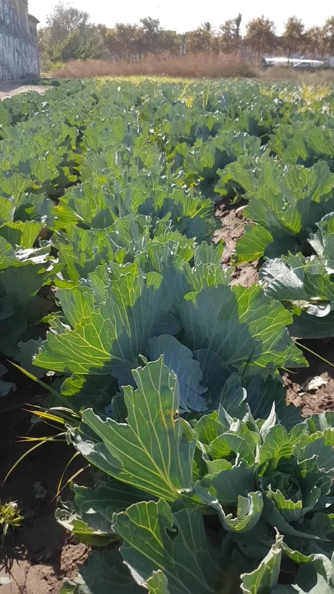 Head of ripe cabbage in the garden on sunny day Stock-Footage 168127341