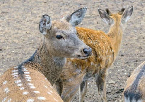 Head of roe close-up Stock Photos