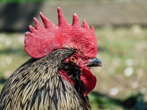 The head of a rooster - animals Stock Photos