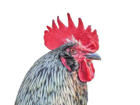Head of a rooster. isolated on white Stock Photos