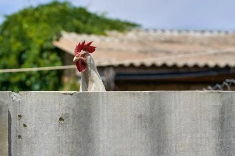 The head of a rooster peeks out from behind a concrete fence Stock Photos