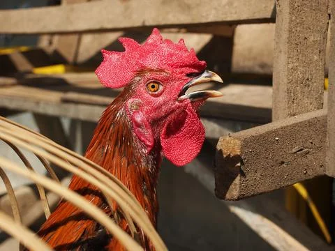 Head of a rooster Stock Photos