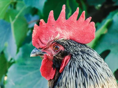 The head of a rooster Фото