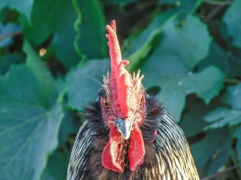 The head of a rooster Stock Photos