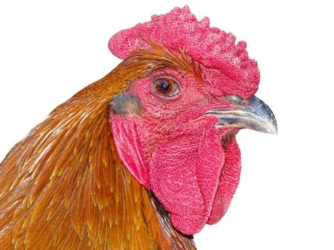 Head of a rooster seen from the side 스톡 사진