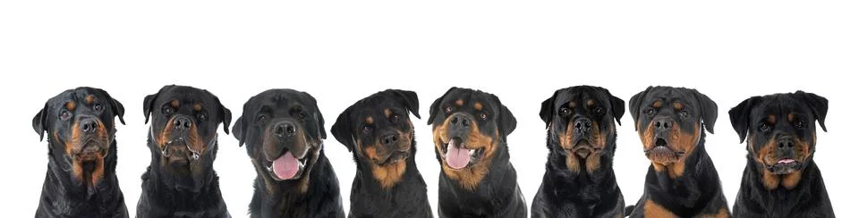 Head of rottweilers Stock Photos