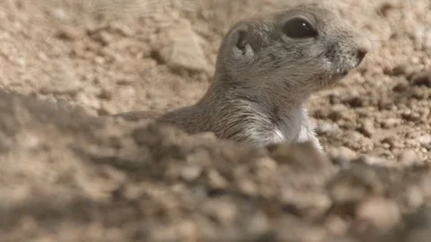 Head of a round tailed ground squirrel appears in the sand  Stock Footage 277437696