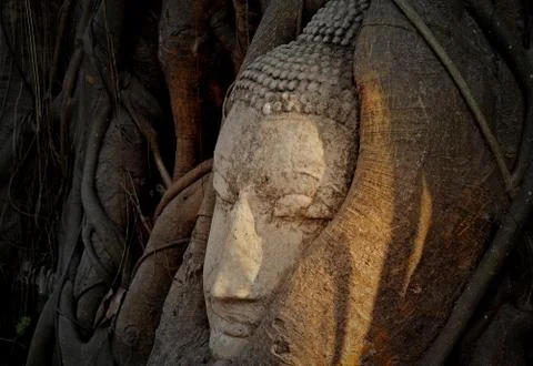 Head of the ruin image of Buddha in the tree Stock Photos
