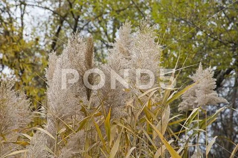 Head of the rush. Stock Photos