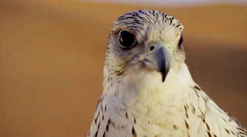 Head of a Saker falcon in Middle Eastern desert Stock Footage 64844703