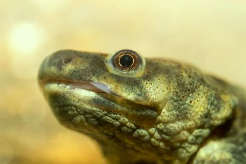 Head salamander Foto stock
