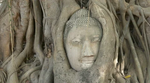 Head of sand Buddha statue in the tree roots at Wat Mahathat, Ayutthaya Stock Footage 52360078