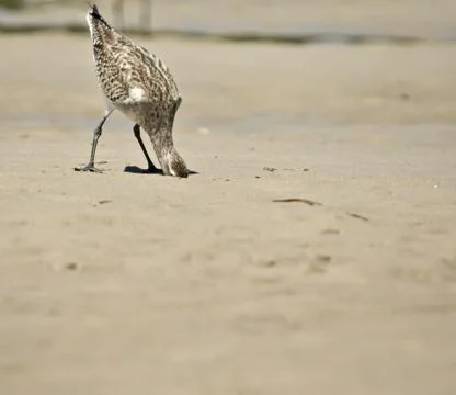 Head in the sand Foto stock