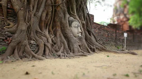 Head of Sandstone Buddha in The Tree Roots at Wat Mahathat, Ayutthaya Stock Footage 49040910