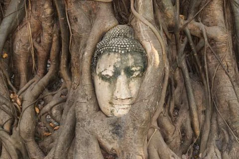 Head of sandstone buddha in the tree roots Stock Photos