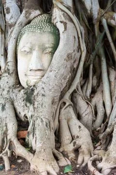 Head of sandstone Buddha in the tree roots. Wat Phra Mahathat, Ayutthaya, Tha Stock Photos