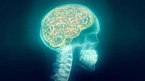 Head scan with visible skull, brain and veins. XRAY. Stock Illustration