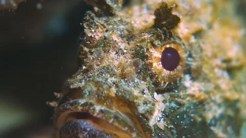 Head of a Scorpionfish with Amazing Patterns, Close Up, Underwater Stock Footage 148075593