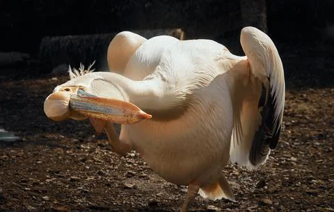 Head-scratching Pelican Stock Photos