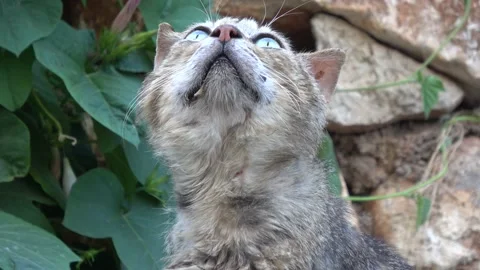 Head of scruffy cat with torn ears Stock Footage 155113231