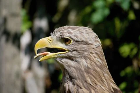 The head of the sea eagle with an open beak Stock Photos