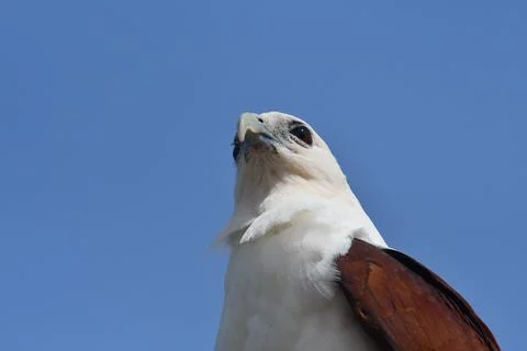 The head of a sea eagle, sea from below. Stock Photos