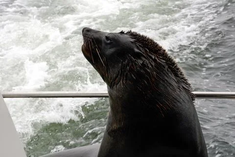 The head of a sea lion close-up on the background of sea waves Stock Photos