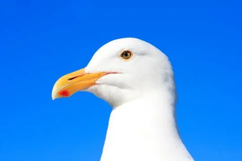 Head of a seagull (close up view) Stock Photos