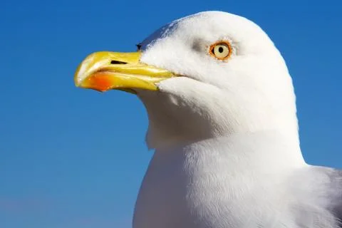 Head of the seagull Stock Photos