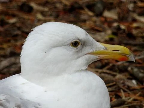 Head Of A Seagull Stock Photos