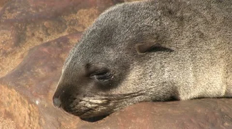 Head of a seal, close up Video stock 12146562
