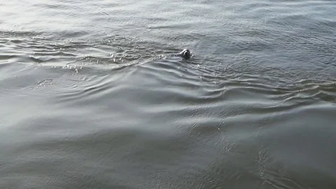Head of a seal in the sun Stock Footage 100248216