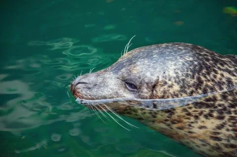 Head of seal swimming Stock Photos