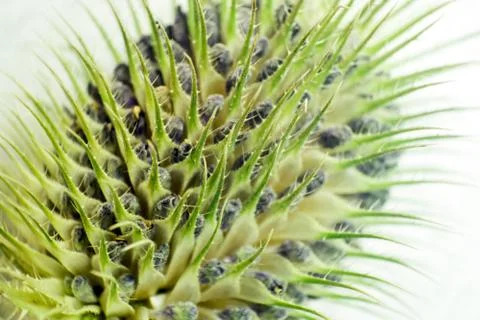 The head of a seed or a comb of a wild tiskel or a fuller's teapot. Stock Photos