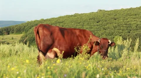 Head-shaking cow 스톡 동영상 52512498