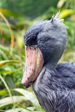 Head of shoebill (side view) Stock Photos