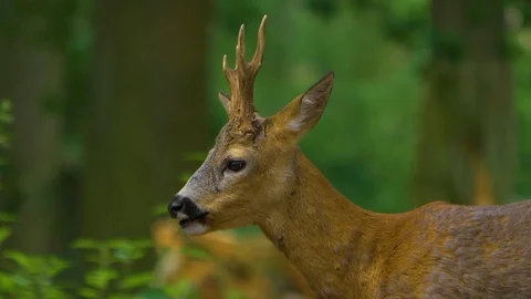 Head shoot roe deer  Video stock 111042829