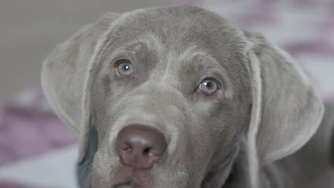 Head shot of 14 week old male silver labrador puppy Stock Footage 240753217