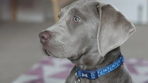 Head shot of 14 week old male silver labrador puppy Stock Footage 240753757